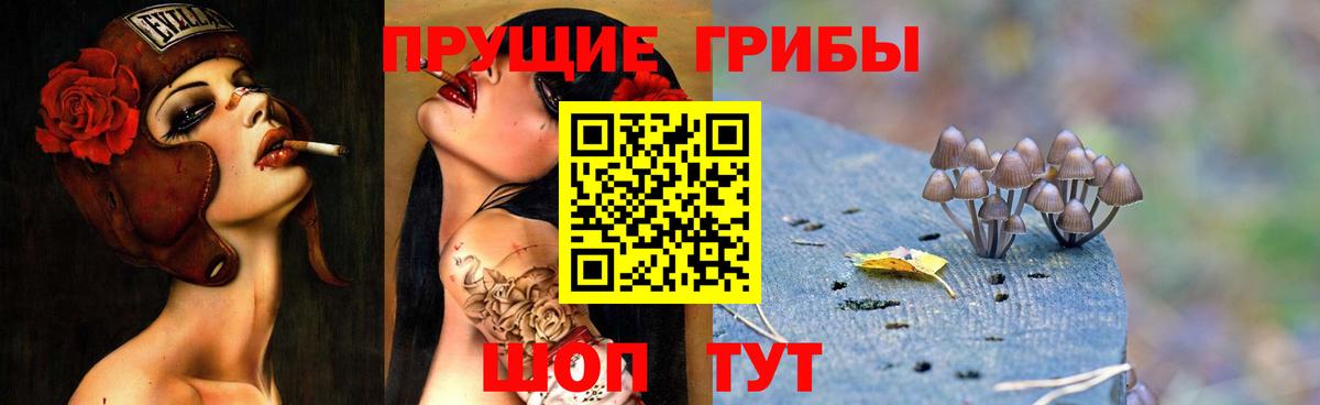 Лыткарино  Псилоцибиновые грибы Psilocybine cubensis  Вход с VPN 